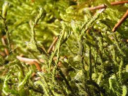 Attēlu rezultāti vaicājumam “Hedwigia ciliata”