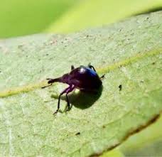 Attēlu rezultāti vaicājumam “Apionidae”