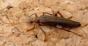 Attēlu rezultāti vaicājumam “Oedemera femorata”