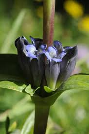 Attēlu rezultāti vaicājumam “Gentiana cruciata flower”