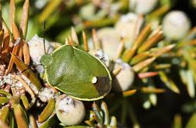 Attēlu rezultāti vaicājumam “Chlorochroa juniperina”