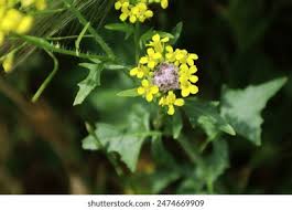 Attēlu rezultāti vaicājumam “Erysimum cheiranthoides flower”