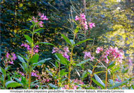Attēlu rezultāti vaicājumam “Impatiens glandulifera flower”