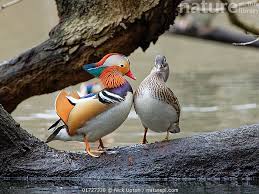 Attēlu rezultāti vaicājumam “Aix galericulata male”