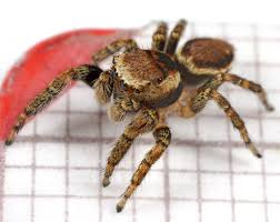 Attēlu rezultāti vaicājumam “Evarcha falcata male”