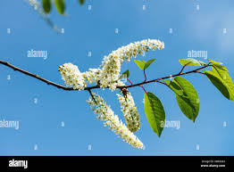Attēlu rezultāti vaicājumam “Prunus padus var. roseiflora flower”