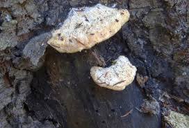 Attēlu rezultāti vaicājumam “Postia fragilis”