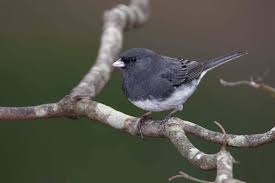 Image result for Junco hyemalis