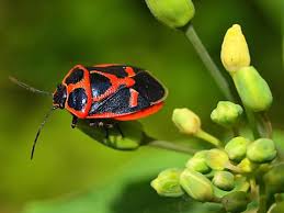 Attēlu rezultāti vaicājumam “Eurydema dominulus”