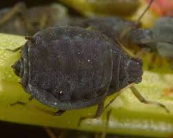 Attēlu rezultāti vaicājumam “Aphis farinosa”