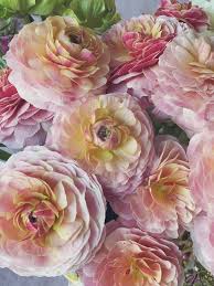 Attēlu rezultāti vaicājumam “Ranunculus mendax flower”