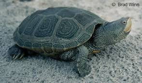Image result for Malaclemys terrapin