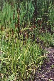 Attēlu rezultāti vaicājumam “Alopecurus aequalis”