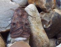 Attēlu rezultāti vaicājumam “Diarsia florida”