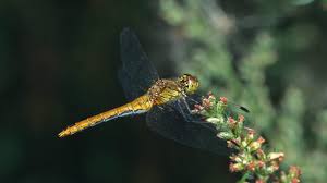 Attēlu rezultāti vaicājumam “Sympetrum sanguineum female”