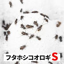 Image result for ごきぶりのピューレ