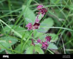 Attēlu rezultāti vaicājumam “Comarum palustre flower”