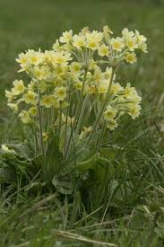 Attēlu rezultāti vaicājumam “Primula x polyantha”