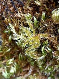 Attēlu rezultāti vaicājumam “Homalothecium sericeum”