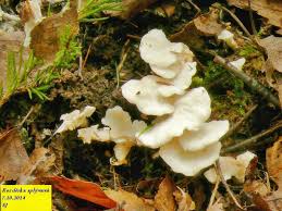 Attēlu rezultāti vaicājumam “Sistotrema confluens”