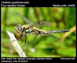 Attēlu rezultāti vaicājumam “Libellula quadrimaculata exuvia”