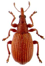 Attēlu rezultāti vaicājumam “Apionidae”