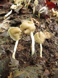 Attēlu rezultāti vaicājumam “Helvella”