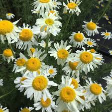 Image result for Anthemis tinctoria