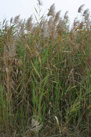 Attēlu rezultāti vaicājumam “Phragmites communis fruit”