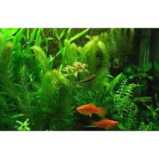 「金魚藻」的圖片搜尋結果