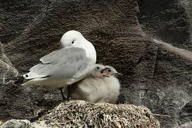 Attēlu rezultāti vaicājumam “Rissa tridactyla adult”