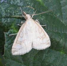 Attēlu rezultāti vaicājumam “Udea lutealis”