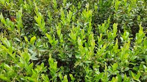 Attēlu rezultāti vaicājumam “Chamaedaphne calyculata”