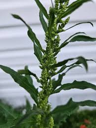 Image result for Chenopodium ambrosioides