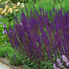 Image result for Salvia nemorosa