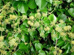 Attēlu rezultāti vaicājumam “Hedera helix  flower”
