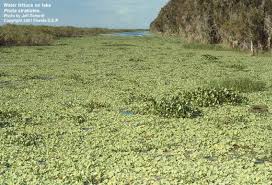 Attēlu rezultāti vaicājumam “Pistia stratiotes”