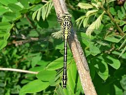 Attēlu rezultāti vaicājumam “Gomphus flavipes”