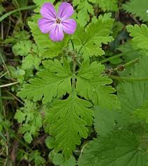 Attēlu rezultāti vaicājumam “Geranium robertianum leaf”
