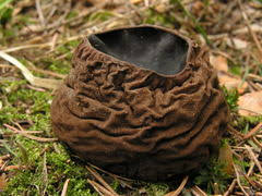 Attēlu rezultāti vaicājumam “Sarcosoma globosum”