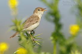 Image result for Hippolais pallida