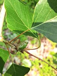 Attēlu rezultāti vaicājumam “Pemphigus borealis”
