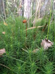 Attēlu rezultāti vaicājumam “Polytrichum commune”