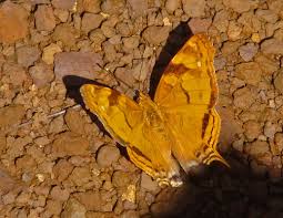 Attēlu rezultāti vaicājumam “Hoplia parvula imago”