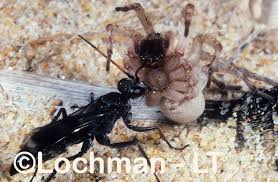 Attēlu rezultāti vaicājumam “Pompilidae”