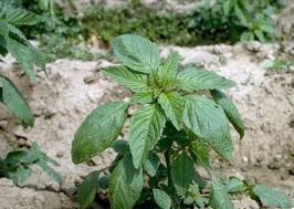 Attēlu rezultāti vaicājumam “Amaranthus retroflexus”