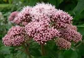 Attēlu rezultāti vaicājumam “Eupatorium cannabinum flower”