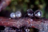 Attēlu rezultāti vaicājumam “Lamproderma nigrescens”