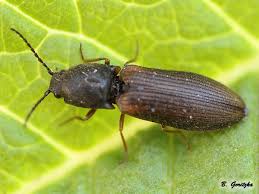 Attēlu rezultāti vaicājumam “Athous sp.”