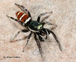 Attēlu rezultāti vaicājumam “Salticus sp.”